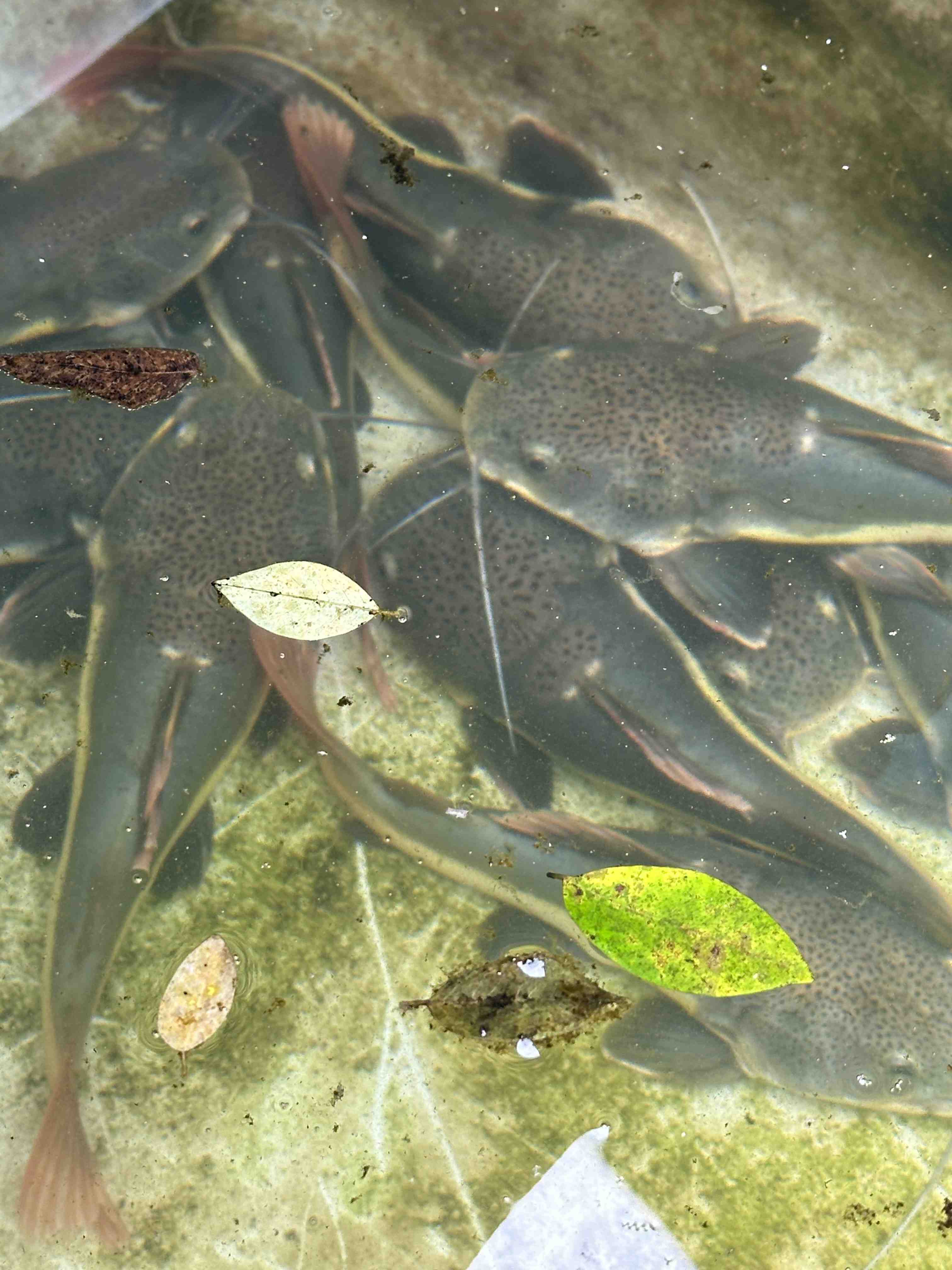 Bogorian Aquatics